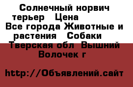 Солнечный норвич терьер › Цена ­ 35 000 - Все города Животные и растения » Собаки   . Тверская обл.,Вышний Волочек г.